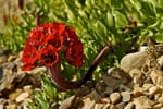 Gtd respalda documental que revela la biodiversidad del desierto florido en Chile